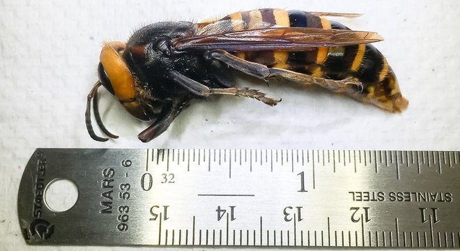 A vespa gigante asiática é a maior do mundo e pode medir mais de 5 cm