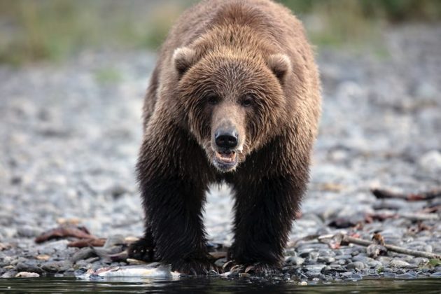 A vida selvagem do Alasca é igualmente impressionante. A região é conhecida por ser o habitat de uma grande variedade de animais, como ursos pardos e ursos polares, alces, renas, lobos, lontras, águias, salmões e baleias, entre outros.