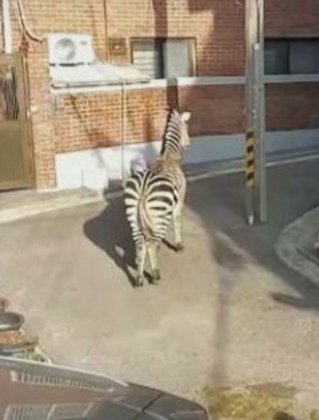 A zebra que fugiu se chama  Sero, que significa 'vertical' em coreano.