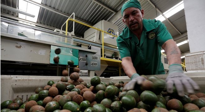 A produção em larga escala de abacate pode ser responsável pela seca em alguns lugares