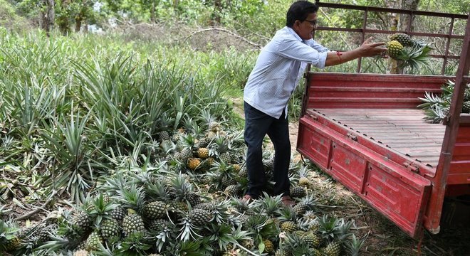 O cultivo de abacaxi requer o uso de grandes quantidades de pesticida