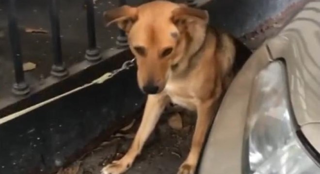 Animal é amarrado em grade de estacionamento em São Paulo
