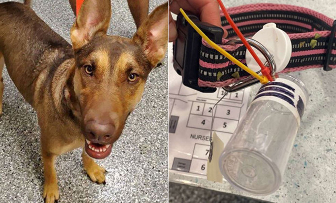 O abandono animal cresceu em todo o mundo durante a pandemia de covid-19. Nos Estados Unidos, uma cachorra foi encontrada amarrada a uma árvore e com uma garrafa pendurada na coleira. Dentro do objeto havia uma carta contando sua história e a justificativa da família para a decisão. Veja 