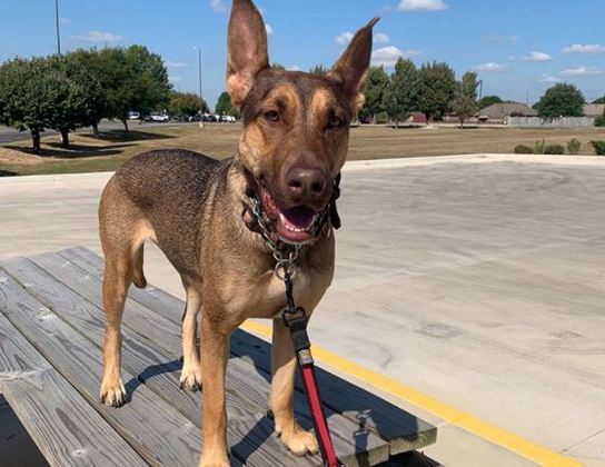 A cachorra ganhou uma nova família e centenas de pessoas comemoraram o final feliz através das redes sociais