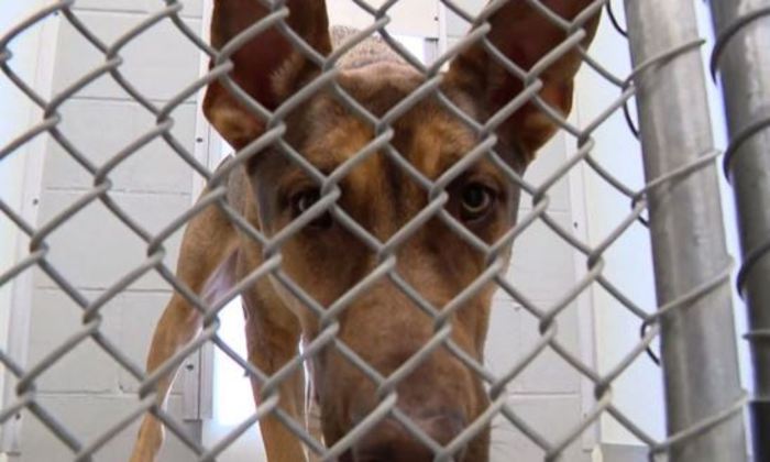 Além da dificuldade financeira, o medo da doença e a mudança de residência também estão entre os motivos do abandono na pandemia. No Brasil, maus-tratos ou abandono de animais é considerado crime ambiental e pode resultar em detenção