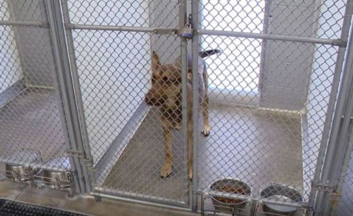 A boa notícia é que mais de 20 pessoas ficaram interessadas na pequena