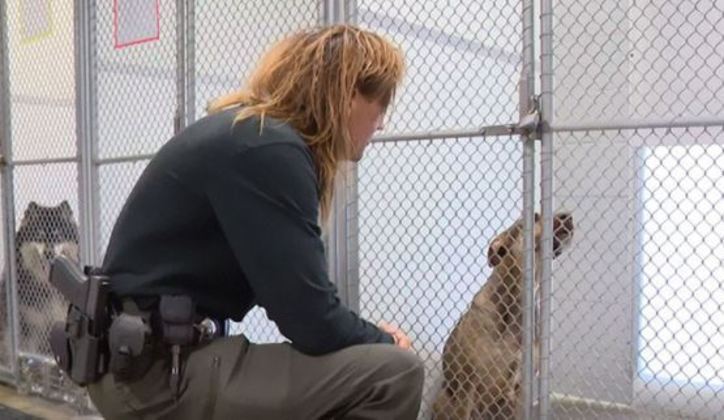 A cachorra foi encontrada pela ONG Johnson County e levada para o abrigo