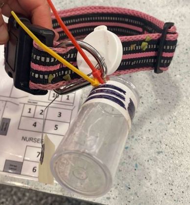 A carta segue descrevendo o animal: é uma mistura de pastor alemão e australiano, moradora de Indiana, adora crianças e brincar com outros cães