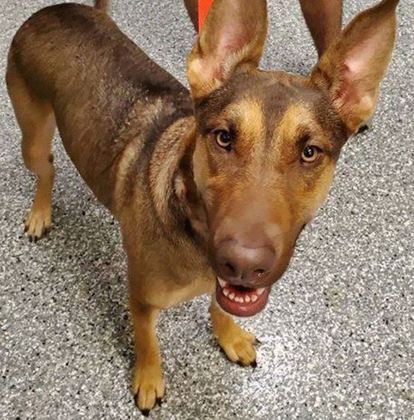 Ela entende alguns comandos e tem bastante energia