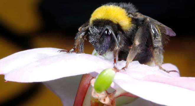 Temperatura contribui para declínio drástico dos abelhões na Europa e na América