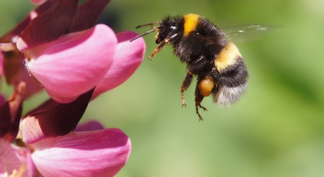Além de serem mais queridas, as abelhas também têm recebido mais atenção de pesquisadores que os marimbondos