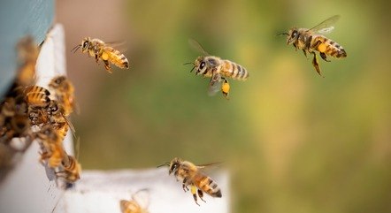 Munícipe precisa entrar em contato a Divisão de Zoonoses 