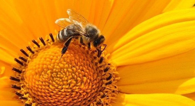 Utilização do neonicotinoide afeta o relógio biológico das abelhas