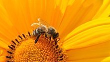Pesticida à base de nicotina afeta o sono das abelhas, diz estudo