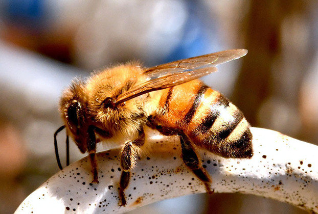 ABELHA - A picada de abelha é dolorosa e, dependendo do caso, pode provocar reação e o efeito pode demorar a passar. 