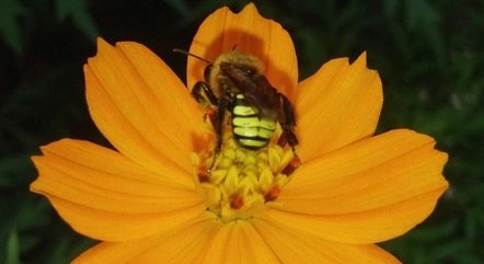 Abelha coletando néctar em flor