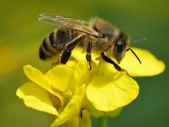 Abelha comum: Sim, olha ela aí! Com grau 2 na escala Schmidt, a picada de uma abelha causa uma dor intensa e uma leve inflamação na área afetada. 