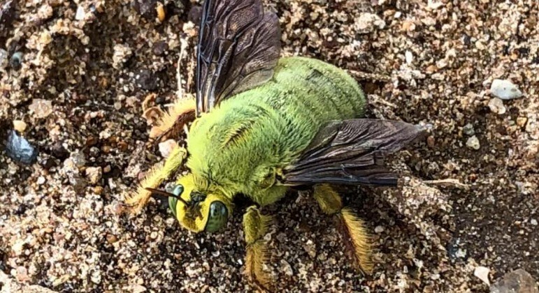 A web está maravilhada com essa abelha de cor verde encontrada na Austrália