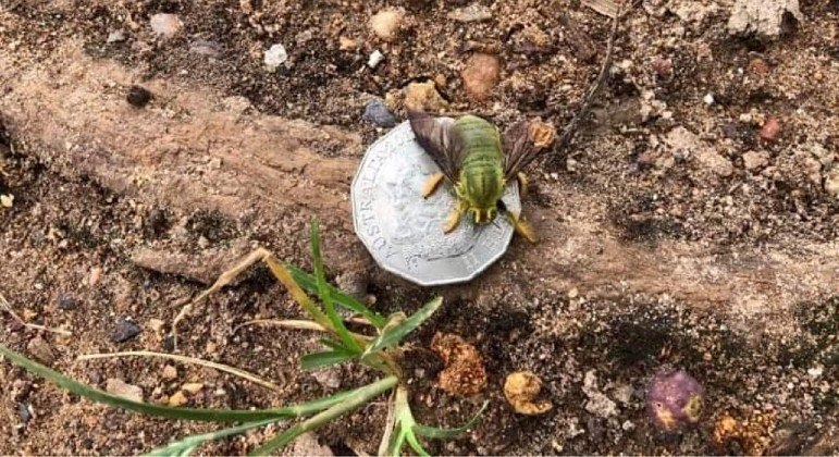 Internautas foram unânimes ao identificar o inseto verde como uma abelha-carpinteira