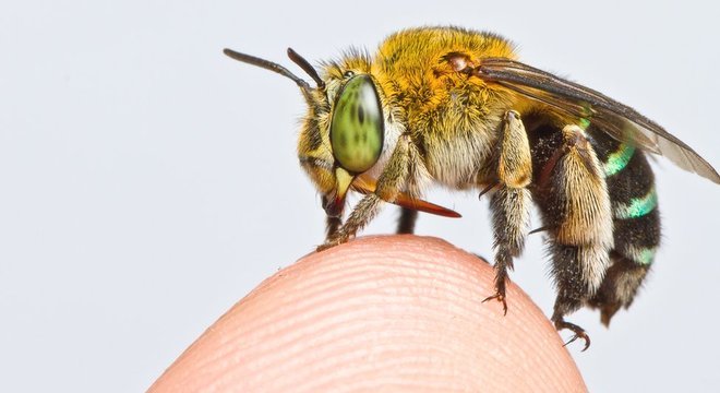 Existem milhares de espécies de abelhas, desde as menores até algumas do tamanho de um polegar 