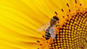 Scientists say bees recognize human faces, have feelings, and are able to dream