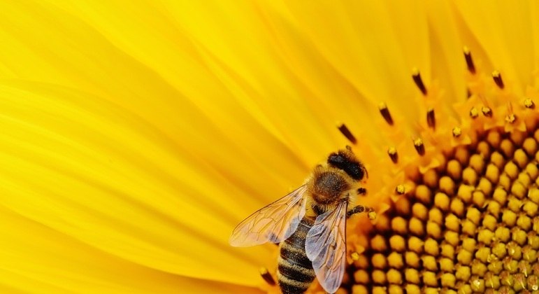 Autor do livro estuda as abelhas há 40 anos