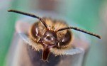 Longe dos campos, de onde estão fugindo porcausa dos agrotóxicos, há um oásis para as abelhas em Bogotá, a capital daColômbia. Apesar de sua proibição nas cidades, os apiários se consolidam dentrodas universidades como alternativa para a preservação desses insetos