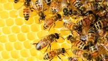 Estados Unidos aprovam primeira vacina para abelhas, para combater doenças que dizimam colônias