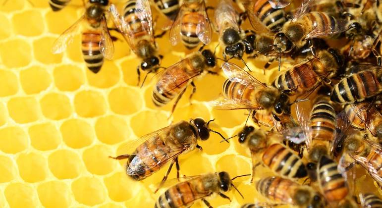 Informação foi repassada para as abelhas do Palácio de Buckingham e da Clarence House