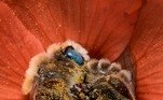 Imagens de abelhas dormindo em flores viralizam de vez em quando, por motivos óbvios