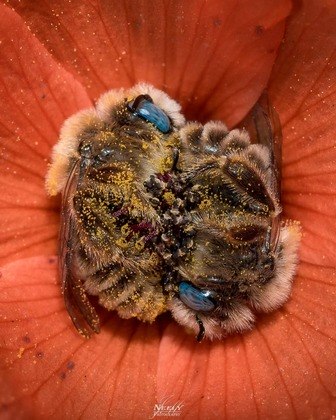 Imagens de abelhas dormindo em flores viralizam de vez em quando, por motivos óbvios