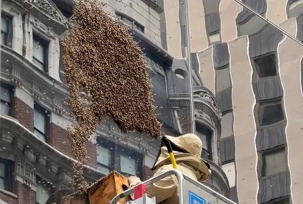 Em junho deste ano, um enxame de abelhas invadiu a Times Square, área localizada no cruzamento das duas principais avenidas de Nova York. O centro da metrópole americana teve que ser isolada para que um apicultor retirasse as dezenas de milhares de abelhas, o que levou cerca de 15 minutos. Essa não foi a primeira vez que os insetos invadiram a Times Square. Em 2021, um apicultor foi chamado para remover 25 mil abelhas do local. Um episódio semelhante ocorreu em 2018, quando um enxame foi visto em cima de um guarda-chuva de carrinho de cachorro-quente do lado de fora do edifício Thomson Reuters, no número 3 da Times Square