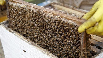 Enxame de abelhas ataca e mata menina de 5 anos