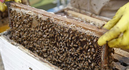 Propriedade da família da menina tem criatório de abelhas
