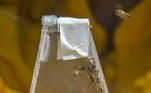 Segundo os especialistas consultados, tambémexistem apiários clandestinos em varandas de apartamentos e quintais. Seusproprietários extraem e vendem diversos produtos, como mel, pólen e cera. Ocorpo de bombeiros de Bogotá atende cerca de oito emergências diárias relacionadascom abelhas