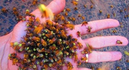 Abelhas sem ferrão das espécies uruçu-amarela-do-cerrado e mandaçaia-pantaneira durante alimentação artificial