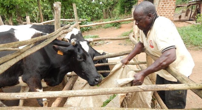 Abiasali Nsereko, 68, passa oito horas por dia trabalhando no campo e diz que sua saúde está ótima