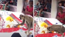 Despedida no funeral: macaco beija o amigo humano que o alimentou diariamente