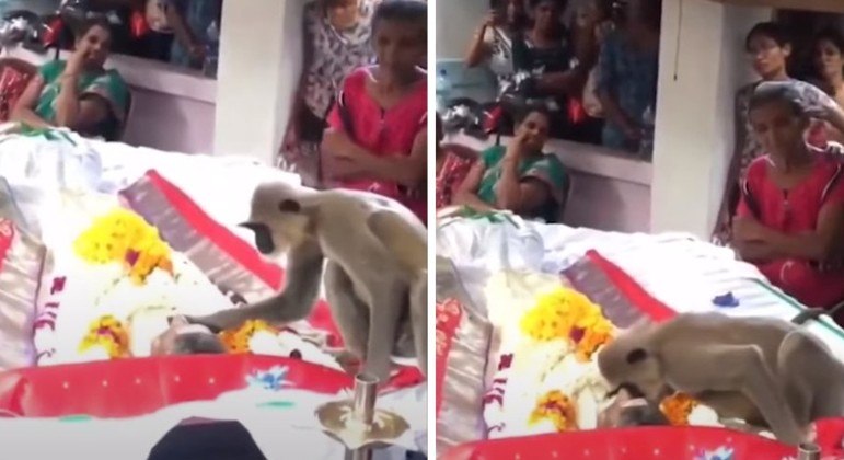 Macaco demonstrou carinho por homem o alimentou durante bastante tempo