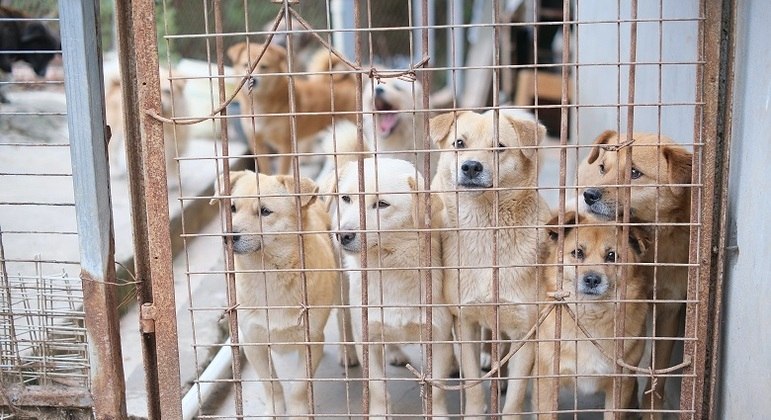 A origem dos abrigos partem de um ponto comum: o amor pelos animais