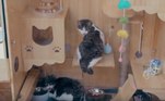 Abrigos para gatos Inteligência artificial