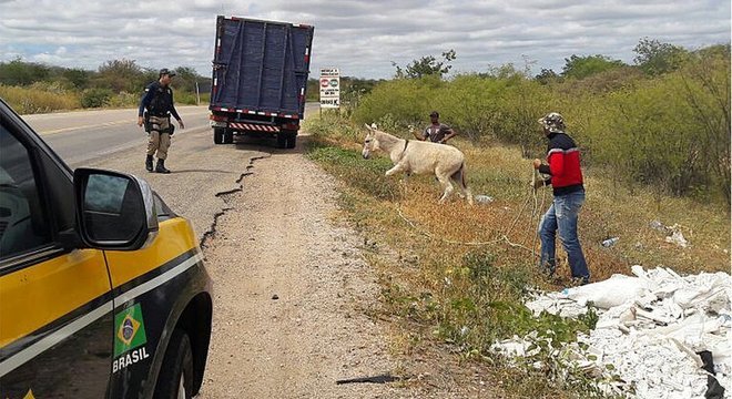 Símbolo da região, jumentos abandonados são recolhidos por órgãos de trânsito