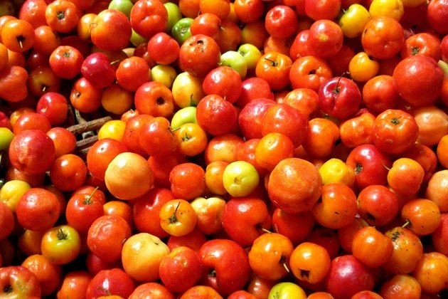 Vitamina CPesquisas realizadas nas últimas décadas apontam o papel da vitamina C na regeneração de tecidos em todo o corpo. Sabe-se que ela ajuda a curar feridas, além de ser importante para a saúde dos dentes. É um poderoso antioxidante que ajuda a combater radicais livres no organismo. A fonte mais famosa de vitamina C é a laranja, mas o nutriente está presente em quantidade ainda maior na acerola, couve, pimentão, goiaba, brócolis, entre outros 