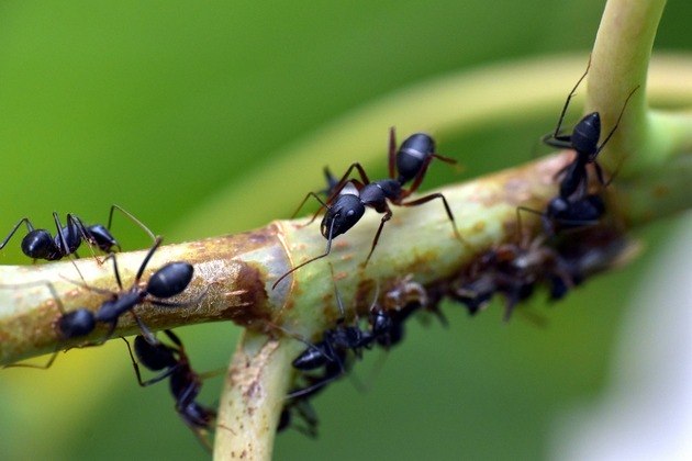 Achou curioso o dia a dia das formigas? Mesmo sendo um bicho minúsculo, existem tantas que a massa corporal, juntando todas, representa 1/5 do peso de todas as pessoas no mundo. 