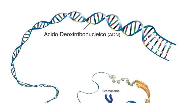 Ácido desoxirribonucleico, o que é? Definição, estrutura e funções