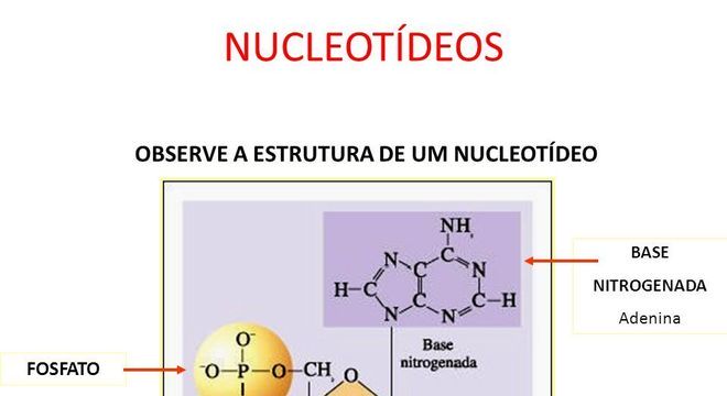 Ácidos nucleicos - o que é, características e descoberta