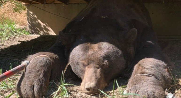 O urso foi retirado por guardas florestais, que interromperam a longa soneca do animal
