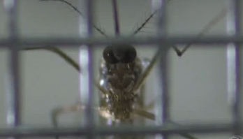 Dengue: Acre, MG e DF decretam situação de emergência 