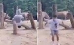 Uma acrobacia realizada dentro do recinto dos rinocerontes, no zoológico de Cingapura, garantiu com sucesso a fama de 