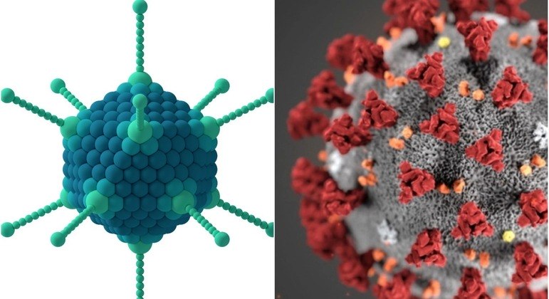 Adenovírus (esq.) serve de meio de transporte para genes da proteína de pico do coronavírus